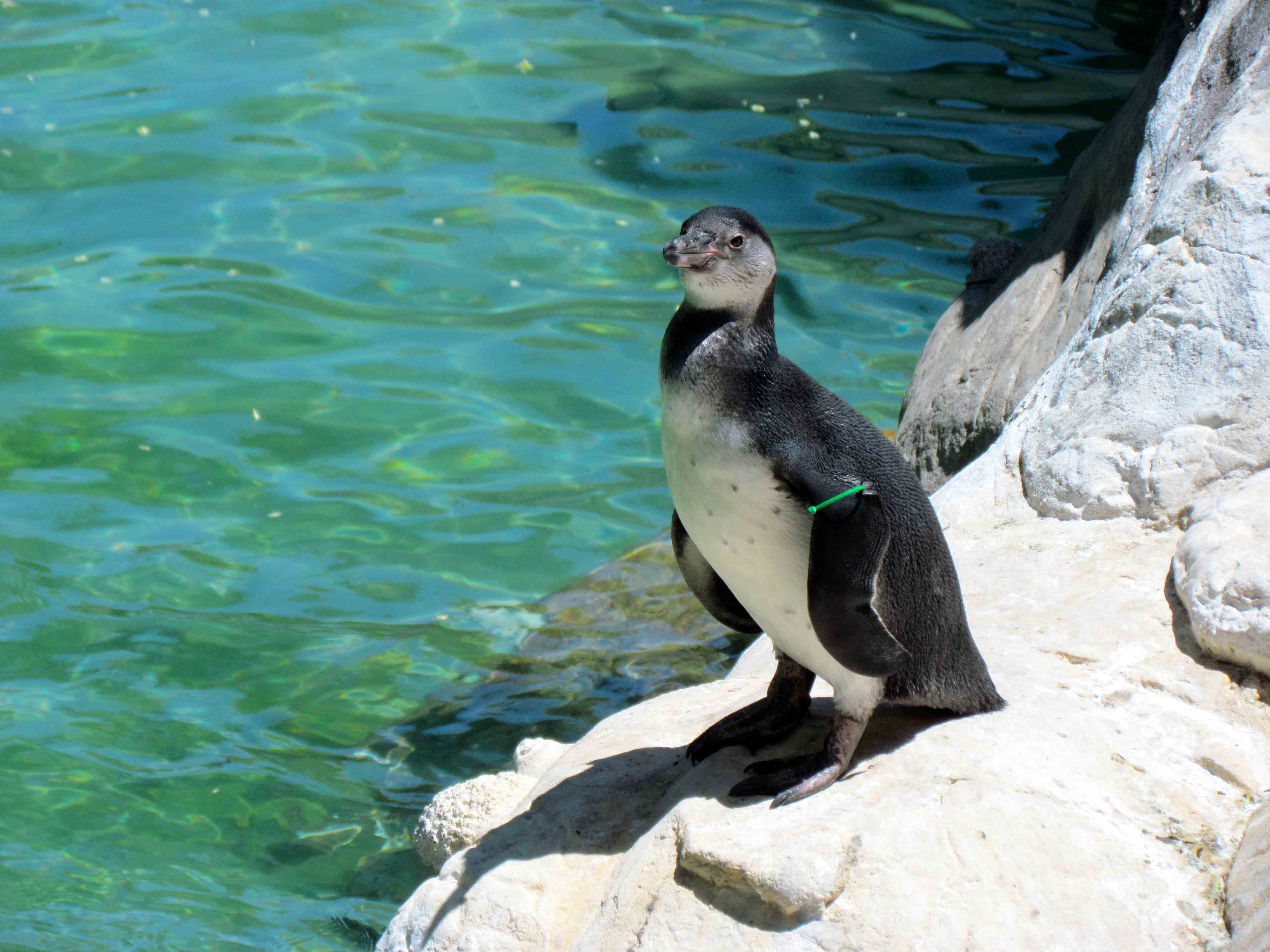 Pinguim - Zoo de Santiago